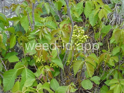 poison-ivy, Rydberg's